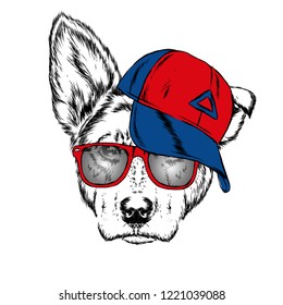 Cute Dog in cap and glasses. Vector illustration.