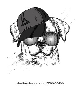 Cute Dog in cap and glasses. Vector illustration.