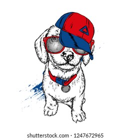 Cute Dog in cap and glasses. Vector illustration.
