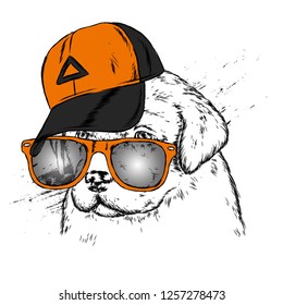 Cute Dog in cap and glasses. Vector illustration.