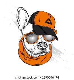 Cute Dog in cap and glasses. Vector illustration.