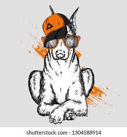 Cute Dog in cap and glasses. Vector illustration.