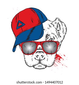 Cute Dog in cap and glasses. Vector illustration.