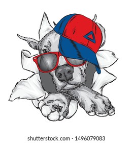 Cute Dog in cap and glasses. Vector illustration.