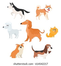 Cute dog characters of various breeds - poodle, husky, spitz, basset, bulldog, afghan hound, akita inu, cartoon vector illustration isolated on white background. Set of dog breed, characters