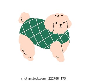 Cute dog in costume. Funny puppy wearing warm winter sweater, canine outfit. Lovely sweet little doggy, pup of Bichon breed in pets apparel. Flat vector illustration isolated on white background