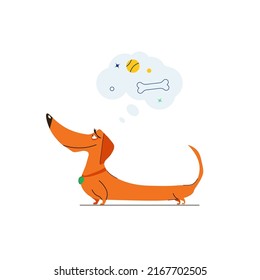 A cute dog dachshund on white bakgraund is thinking about bone. Grooming salon concept.