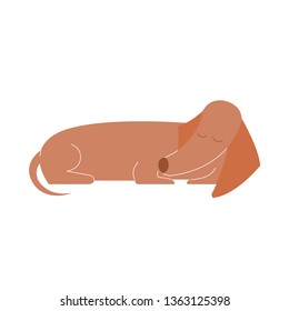 Cute dog Dachshund is sleeping. Vector illustration isolated on white background.