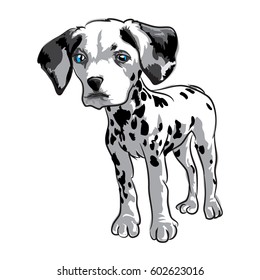 Cute dog, dalmatian