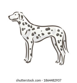 Cute dog dalmatian breed pedigree vector illustration 