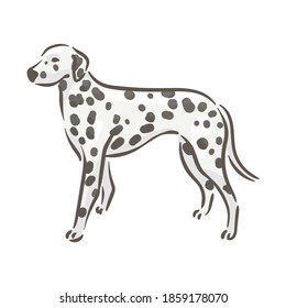 Cute dog Dalmatinac breed pedigree vector illustration 