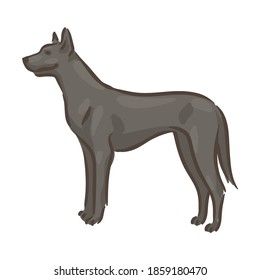 Cute dog Deutsche Dogge breed pedigree vector illustration 