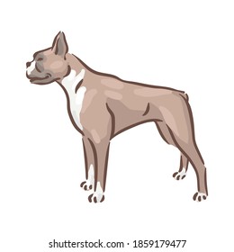 Cute dog Deutscher Boxer breed pedigree vector illustration 