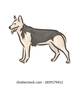 Cute dog Deutscher Schaferhund breed pedigree vector illustration 