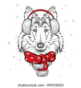 Cute dog in earmuffs and a scarf. Vector illustration for a card or poster. Print on clothes. Beautiful dog. New Year's and Christmas. Winter. Warm clothes. Collie.