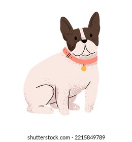 Cute dog of French bulldog breed. Funny adorable doggy with collar. Canine animal, sweet pup portrait. Lovely puppy with bicolor hair. Flat vector illustration isolated on white background