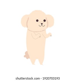 cute dog french poodle standing character vector illustration design