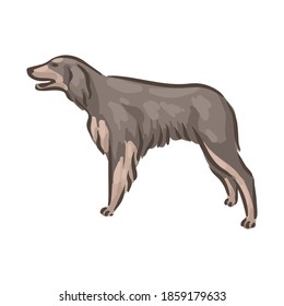 Cute dog Gordon Setter breed pedigree vector illustration 