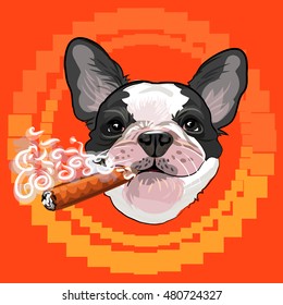 Cute dog head with a Cuban cigar, smokes incredibly cool puppy bulldog colorful retro vector illustration for fan design and print