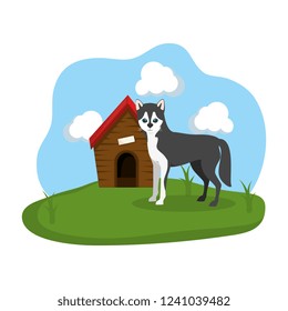 cute dog with house wooden in the grass