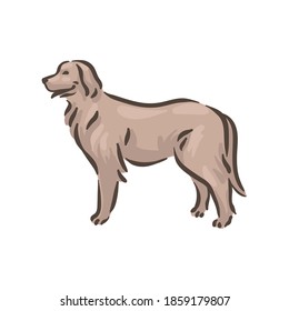 Cute dog Hovawart breed pedigree vector illustration 