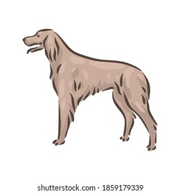 Cute dog Irish Setter breed pedigree vector illustration 