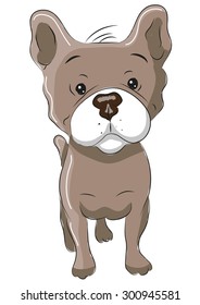 Cute Dog isolated on a white background
