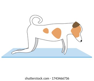 A cute dog or jack russell terrier with ears and spots doing yoga in a table pose. Outline vector stock illustration with cartoon character performing asanas. Dog isolated on white background