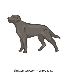 Cute dog Labrador-retriever breed pedigree vector illustration 