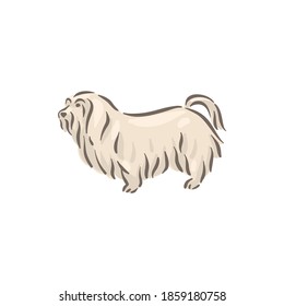 Cute dog Maltese breed pedigree vector illustration 