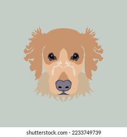 cute dog and nice fur is very encouraging
