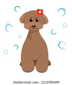 cute dog on the background of soap bubbles. the dog has a bow on its head