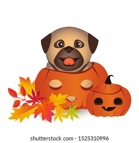 Cute dog on Halloween Jack o lantern  pumpkin vector. Lovely smiling pug puppy.