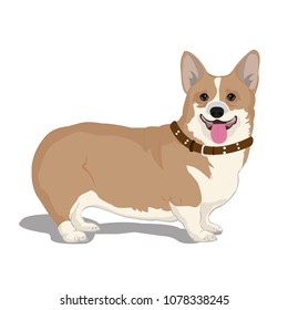 Cute Dog on the white background