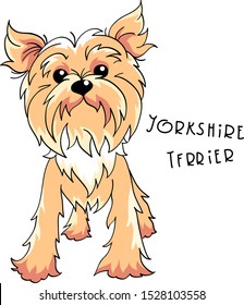 Cute dog pale cream Yorkshire terrier breed