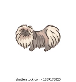 Cute dog Pekinese breed pedigree vector illustration 