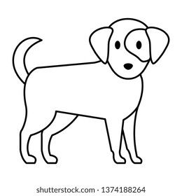 cute dog pet animal