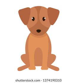 cute dog pet animal