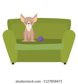 cute dog pet in the sofa character