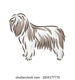 Cute dog Polski Owczarek Nizinny breed pedigree vector illustration 