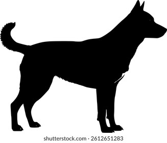 Cute dog posing on a white background. Friendly and loyal pet perfect for animal-related projects, pet care ads, veterinary services, dog training, companionship themes, and family lifestyle visuals.