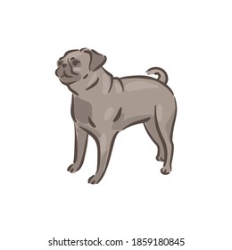 Cute dog Pug breed pedigree vector illustration 
