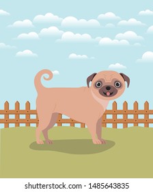 cute dog pug pet in the camp