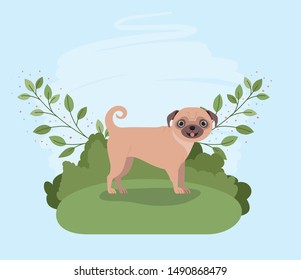 cute dog pug pet in the camp