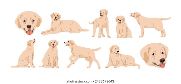 Cute dog, pup of Labrador retriever breed. Doggy, puppy, purebred lab in sitting, lying, standing, running positions set. Canine animal, pet. Flat vector illustrations isolated on white background