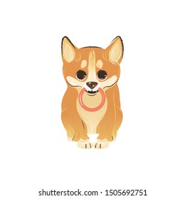 Cute dog or puppy breed Welsh Corgi the funny domestic animal running with the toy in his mouth flat vector illustration isolated on white background. Puppy corgi character.