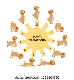 Cute dog or puppy does yoga Surya Namaskara asanas flat vector illustration isolated on white background. Yoga exercises and poses banner with funny animal for fitness.