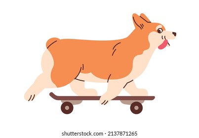 Cute dog riding skateboard. Funny corgi on skate board. Adorable active animal skater. Amusing puppy skateboarder. Doggy and sports activity. Flat vector illustration isolated on white background