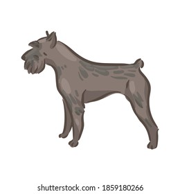 Cute dog Riesenschnauzer breed pedigree vector illustration 