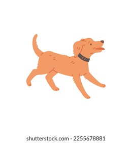 Cute dog running or get zoomies, cartoon flat vector illustration isolated on white background. Cheerful pup in collar. Frenetic random activity periods in dogs.